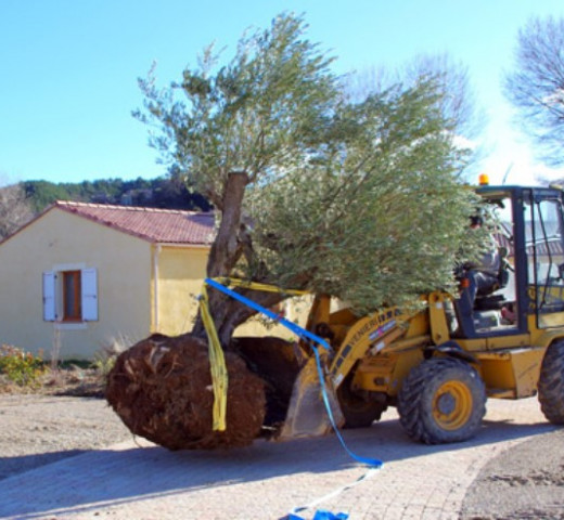Durtschi arrachage plantation arbre olivier
