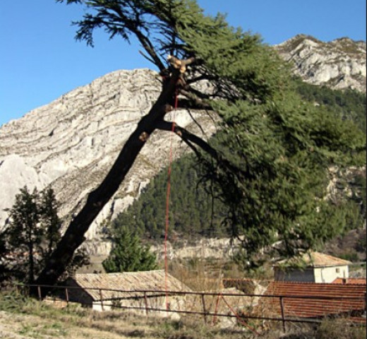 Durtschi coupe arbre dangereux