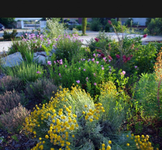 Durtschi massif jardin fleurs