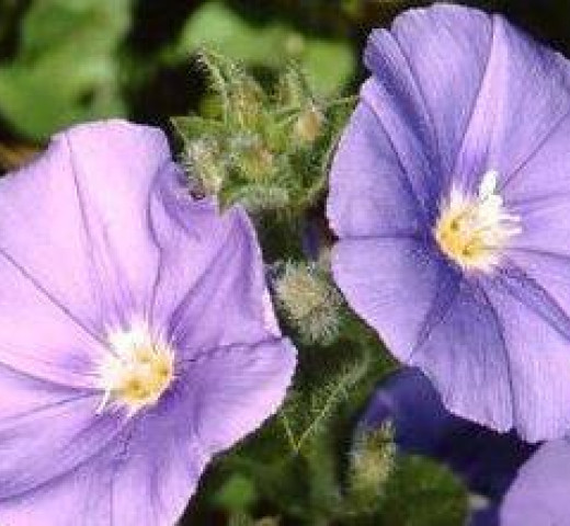 Convolvulus mauritanicus Cols Verts Peipin Pépinière Cherche un pro.fr Annuaire Artisan