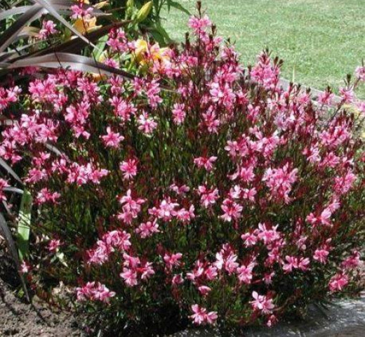 Gaura rose Cols Verts Peipin Pépinière Cherche un pro.fr Annuaire Artisan