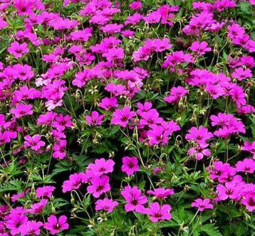 Geranium vivace sanguineum Cols Verts Peipin Pépinière Cherche un pro.fr Annuaire Artisan