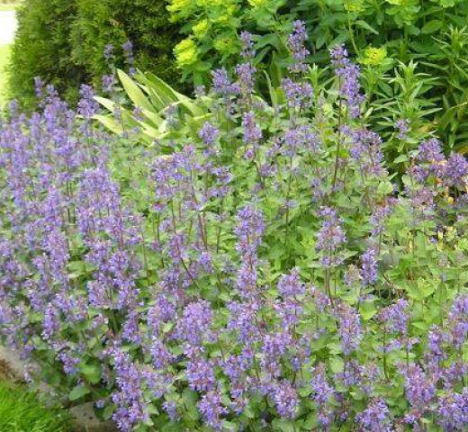 Nepeta mussini Cols Verts Peipin Pépinière Cherche un pro.fr Annuaire Artisan