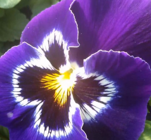 Pensées Cols Verts Peipin Pépinière Cherche un pro.fr Annuaire Artisan