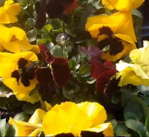 Pensées jaunes Cols Verts Peipin Pépinière Cherche un pro.fr Annuaire Artisan