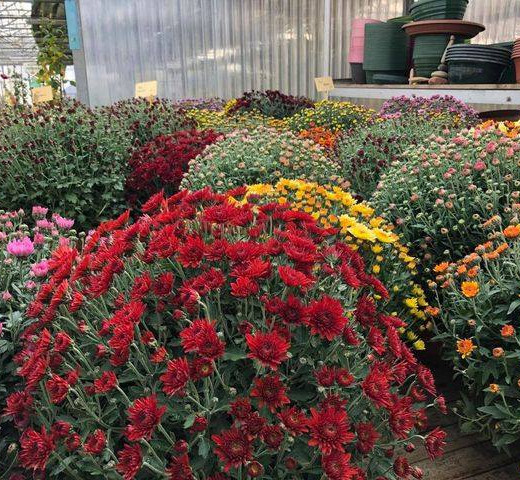 Plantes Cols Verts Peipin Pépinière Cherche un pro.fr Annuaire Artisan