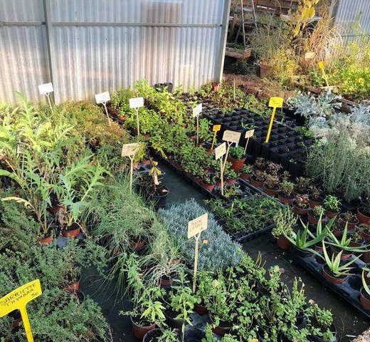 Plantes aromatiques Cols Verts Peipin Pépinière Cherche un pro.fr Annuaire Artisan