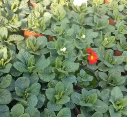 Primevères Cols Verts Peipin Pépinière Cherche un pro.fr Annuaire Artisan