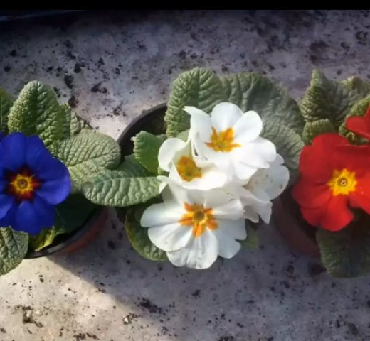 Primevères bleu blanc rouge Cols Verts Peipin Pépinière Cherche un pro.fr Annuaire Artisan