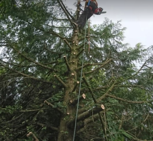 EFLICK élagage arbre Cherche Un Pro.fr
