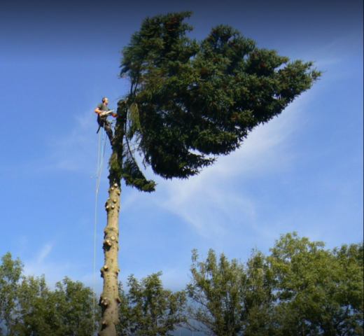 EFLICK élagage arbre hauteur Cherche Un Pro.fr