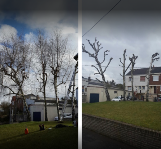 EFLICK élagage avant après Cherche Un Pro.fr