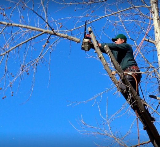 EFLICK élagage hauteur Cherche Un Pro.fr