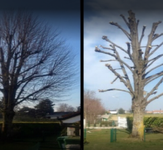 EFLICK élagage tilleul Cherche Un Pro.fr