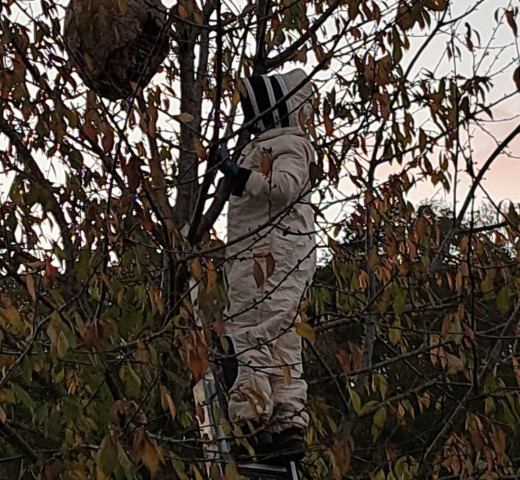 Sérénité et confort à Plasnes 27 essaim abeilles